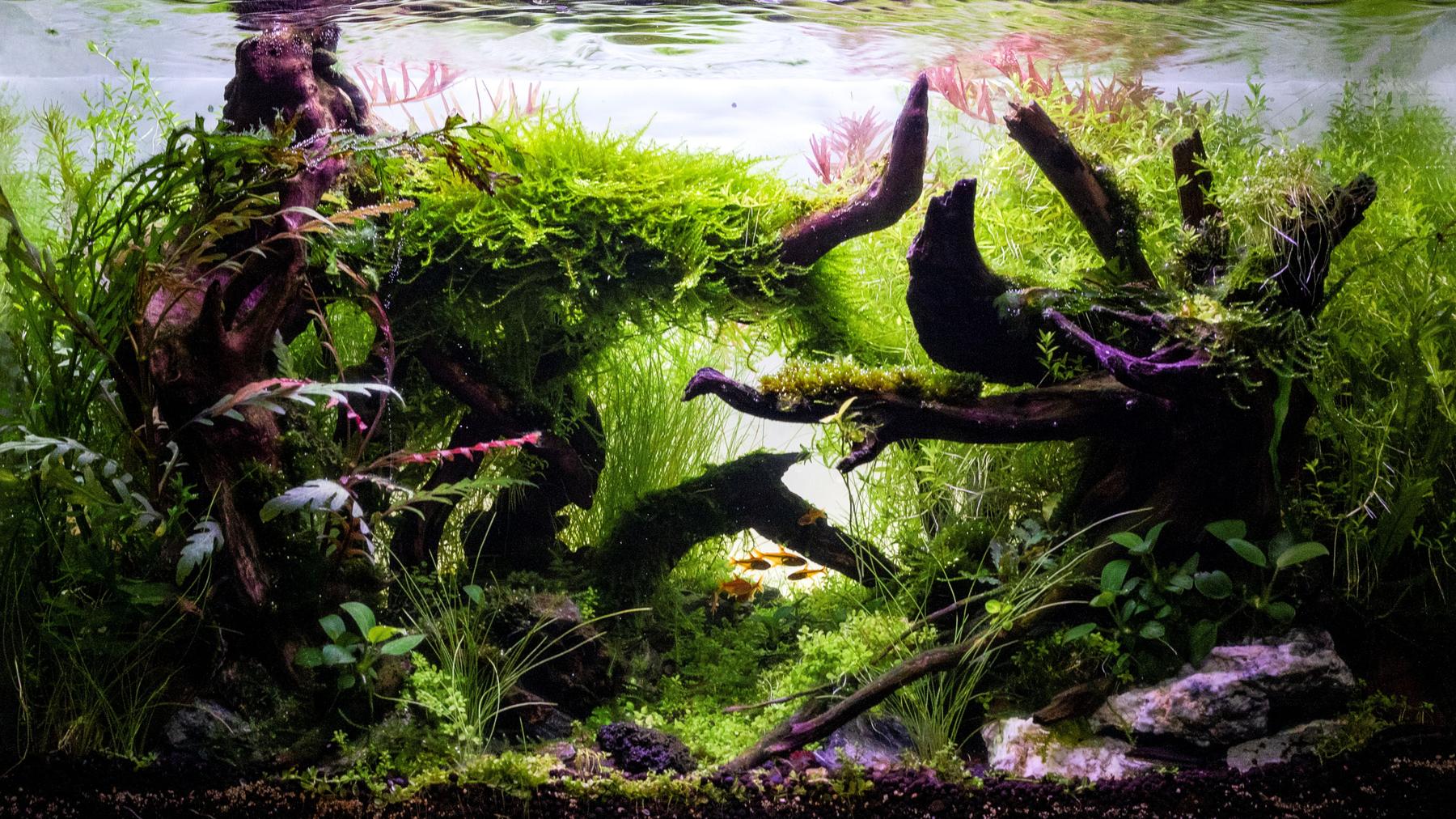 Main Banner Image 1
